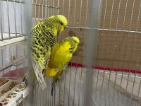 Jumbo Muhabbet Kuşu