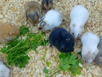 HAMSTER SURİYE GONZALES