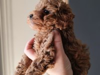 A kalite mini boy poodle bebekler