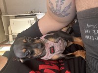 2,5 aylık sıfır numara pinscher yavrumuz vardır