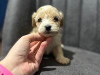 Maltipoo Kapıda Ödeme ve Kredi Kartı İmkânı Mevcuttur
