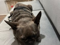 Şımarık french bulldog kızımızı sahiplendiriyoruz