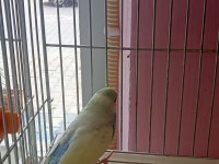 Hepsi ele alıştırmalık yavru muhabbet kuşlar