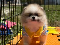 Pomeranian boo color renk bakımlı 90 günlük