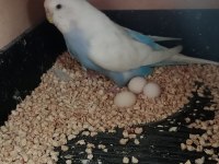 Takım (Çift/Eş) Muhabbet Kuşu Kafes Dahil Değil