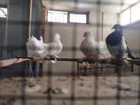 Orjinal rakkas takım güvercin