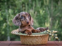 Dachshund Sosis Köpek Mini Her Renk Yavrularımız