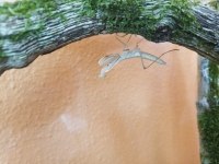 Mantis Religiosa Farkı Bir Canlı Arayanlara