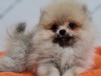 Şecereli Teacup Pomeranian Yavrularımız