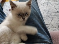 Çok tatlı british shorthair kedim