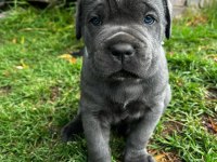 A şecereli anne babadan cane corso yavrular kapıda ödeme