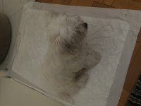 4 aylık çipli maltese terrier