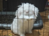SAFKAN HOLLANDA TEDDY LOP TAVŞANI ÜCRETSİZ