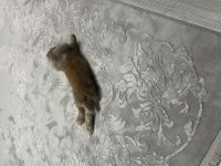 Hollanda lop tavşanı 3 aylık