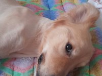 Köpeğimiz Hera Ömürlük Yuvasını Arıyor