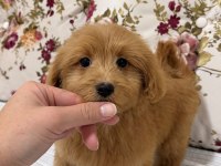 RED MALTİPOO DİŞİ