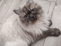 BluePoint British Longhair Dişi