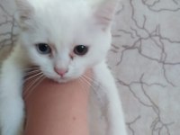 Yavru british shorthair kedilerimiz sahiplendirilecektir