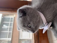 Scottish fold gri renk kedimiz