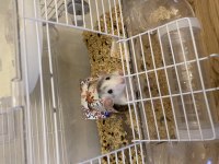 Evcil Dumbo Rat