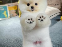 Ayı Surat pomeranian Boo Yavrularımız