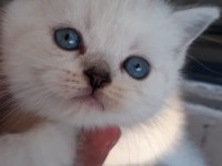 british shorthair 55 günlük