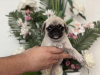 TESLİME HAZIR PUG MOPS YAVRULARIMIZ