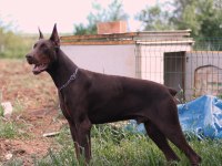 Dev doberman yavrular