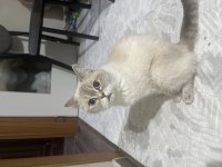 Ücretsiz British Shorthair Kedimiz