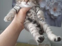 Ücretsiz sahiplendirme british shorthair
