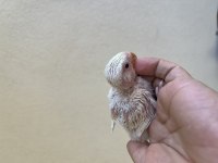 Cremio kırmızı göz el besleme sevda papağanı