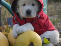 Golden Retriever Gelip Görerek Alabilirsiniz