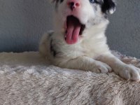 Border Collie Merle Yavrularımız