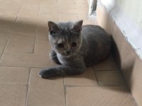 Kedimize acil yuva aranıyor
