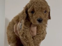 Erkek toy poodle yavru