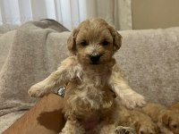 Maltipoo yavrularımız