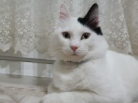 Tekir Bulut bey e ömürlük sevgi dolu bir aile arıyoruz