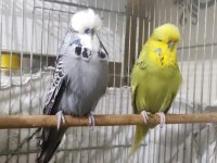 Show jumbo muhabbet kuşu çifti