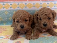 Orjinal toy poodle yavrular