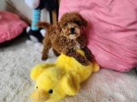 Sevimli Maltipoo Yavrularımız