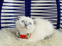 Scottish Fold Bluepoint Dişi Erkek Yavrular