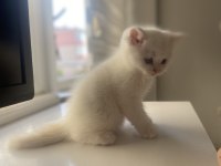 Safkan British Shorthair