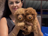 Ufacık toy poodle yavrularım