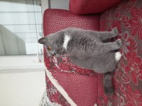 2 yaşında kızanda british shorthair