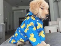 Dişi Erkek Golden Retriever Kapıda Ödemeli Güvenli Sistem