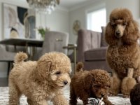 Orijinal Toy Poodle Köpeği
