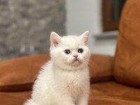 Beyaz Mavi Gözlü Brıtısh Shorthair Yavrularım 