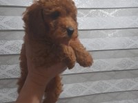 Ev ortamı poodle bebekler