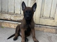 Erkek-Dişi Belçika Malinois yavrular