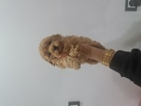 Teslime hazır minyatür poodle miniğim